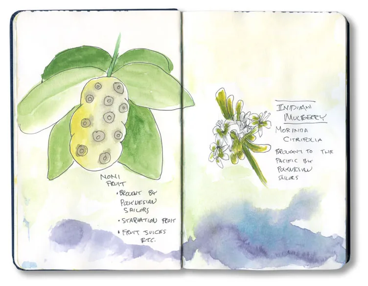 Sketch of noni fruit from my Polynesia journal