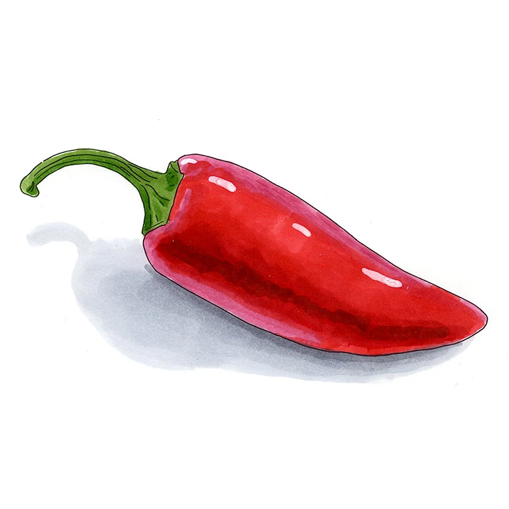 Fresno pepper illustrated in watercolor and ink on a white background