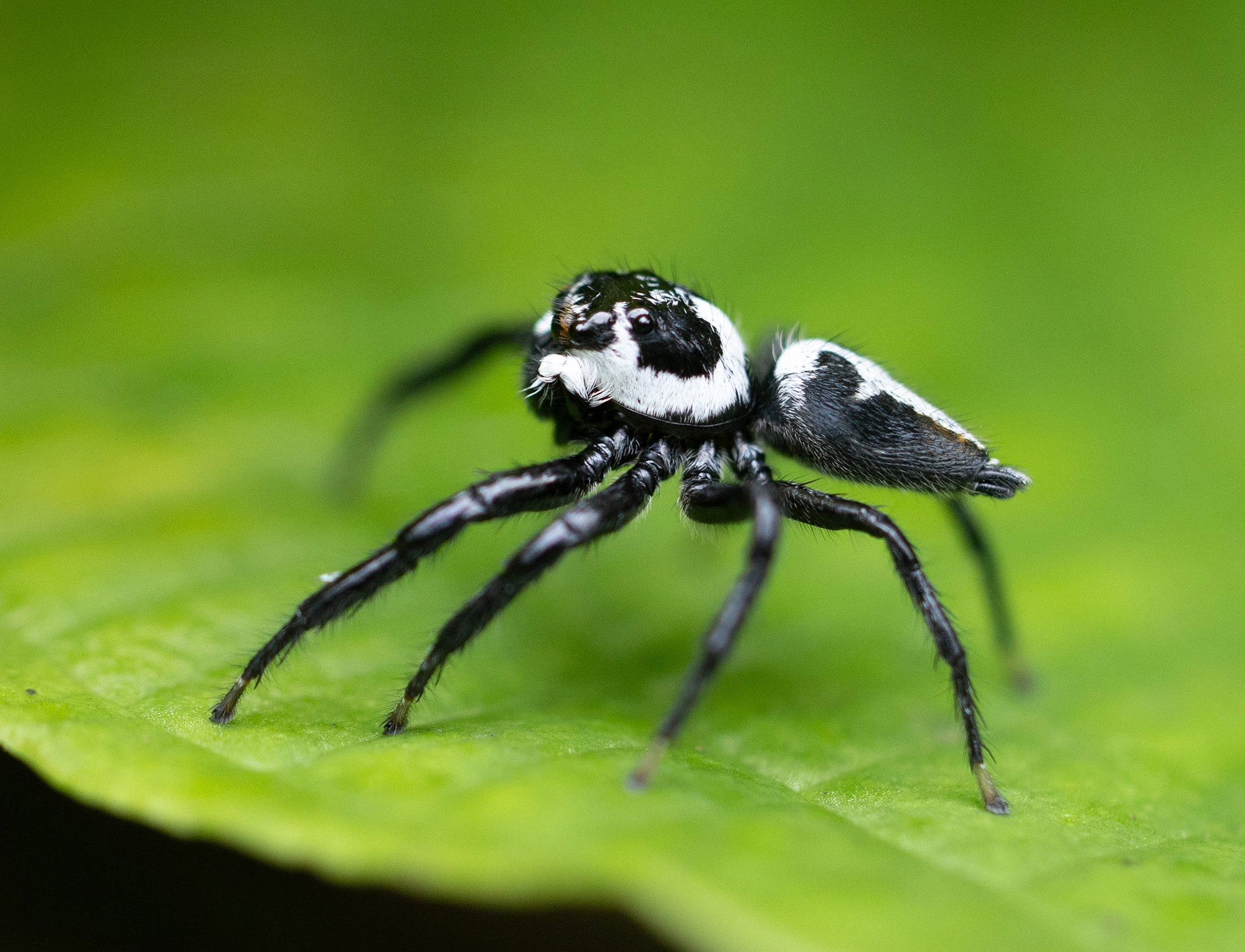 Freya nigrotaeniata jumping spider on a leaf along the Río Guayabo in Costa Rica, its black and white body and forward-facing eyes sharply defined against a green background.