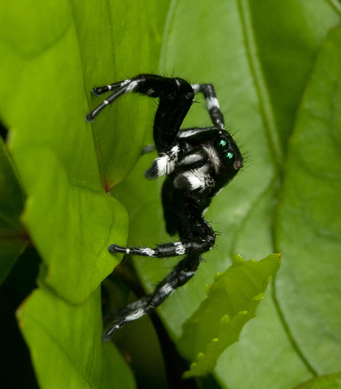 Freya nigrotaeniata jumping spider from the Napo River region of Ecuador, showing bold black and white patterning and green eyes