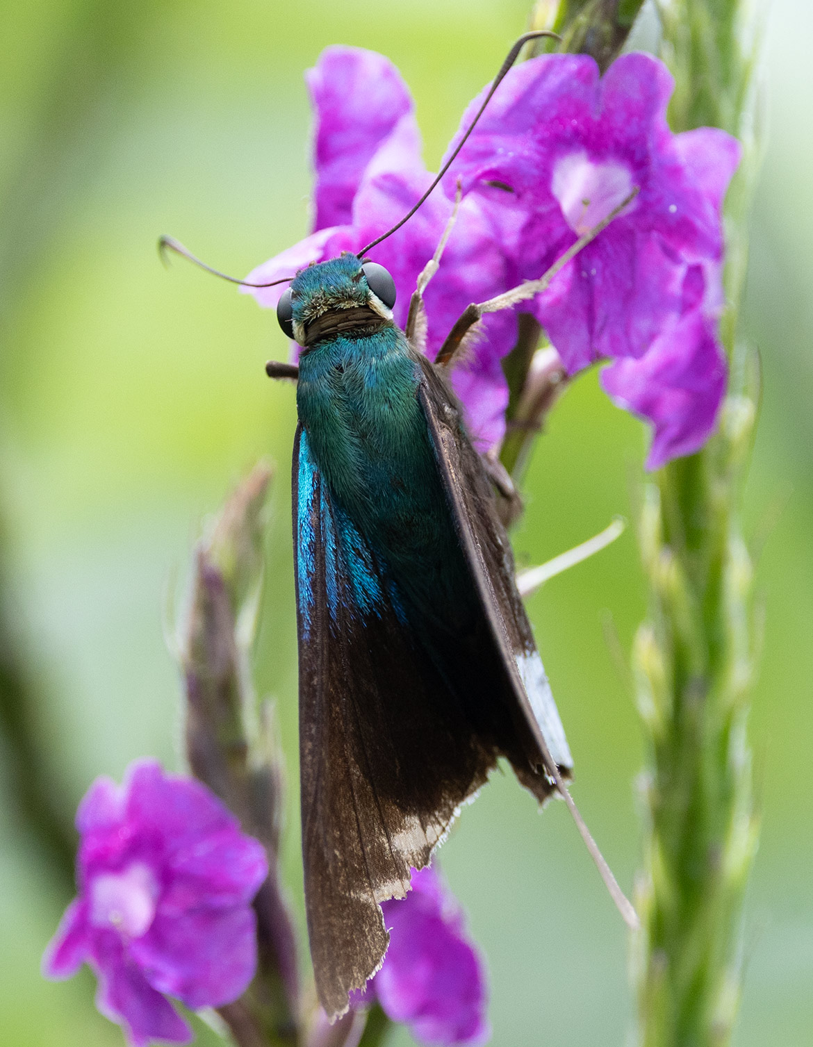 Frosted Flasher, (Telegonus alardus), Cartago Province, Costa Rica