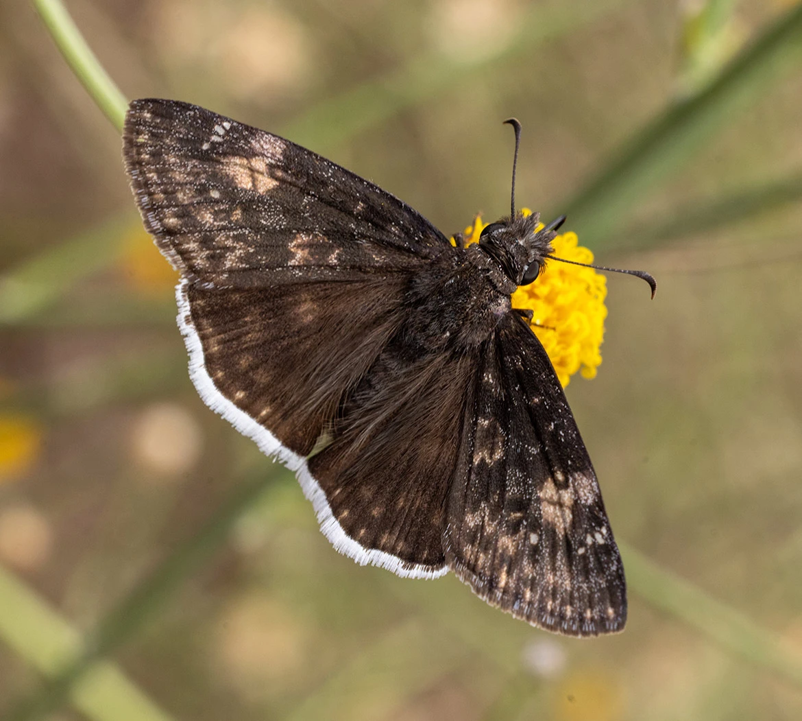 Funereal Duskywing (Erynnis funeralis), Loreto, Baja California Sur, Mexico