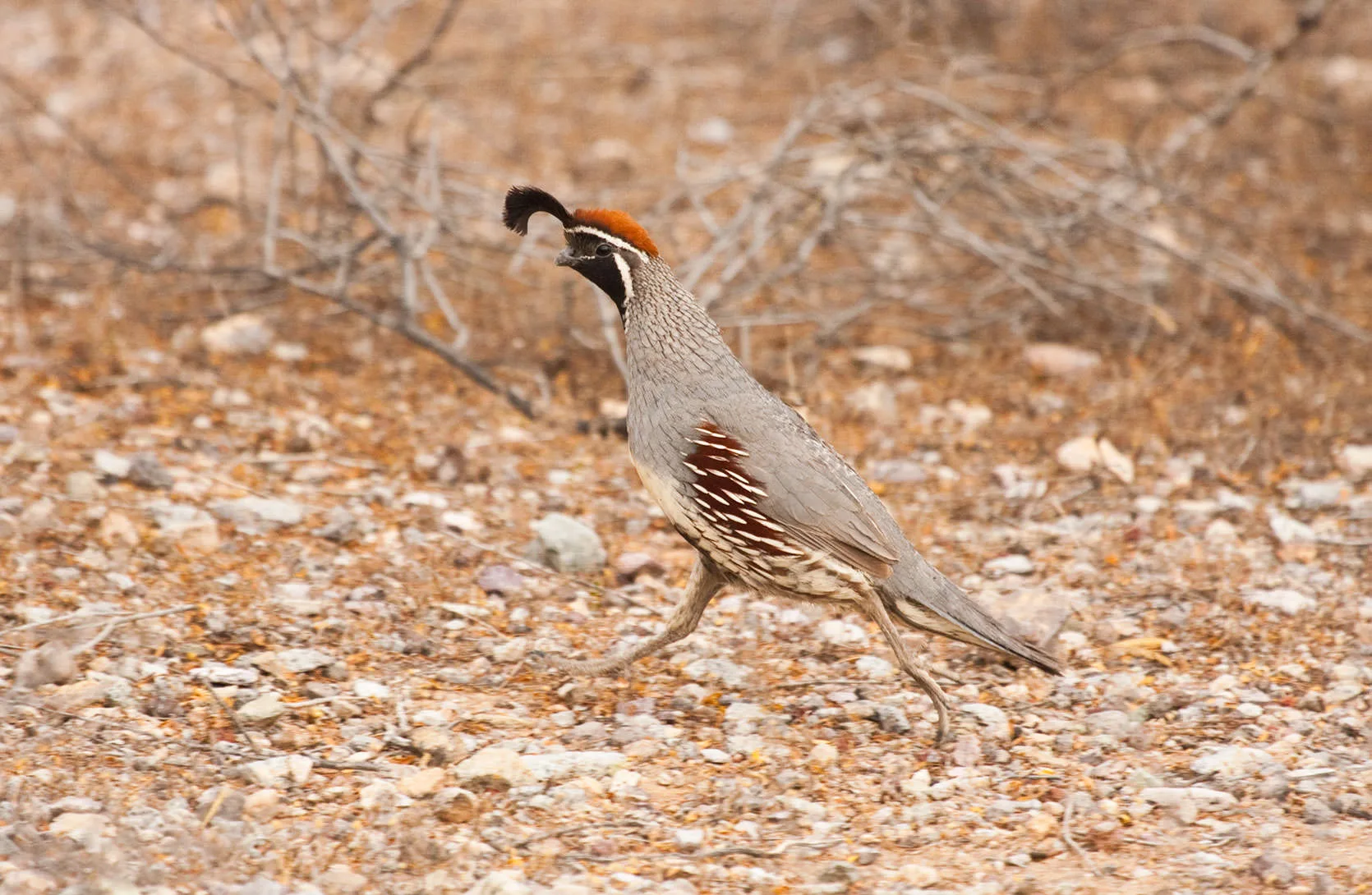 A Gambel's quail (Callipepla gambelii) with its curved black topknot running across gravelly desert ground.