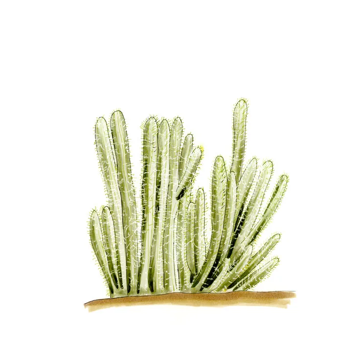 Watercolor illustration of Gander's buckhorn cholla (Cylindropuntia ganderi), a dense stand of pale, upright spiny stems.