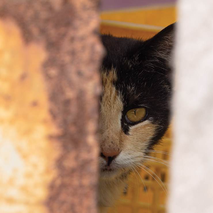 Ganghwa Island Cat