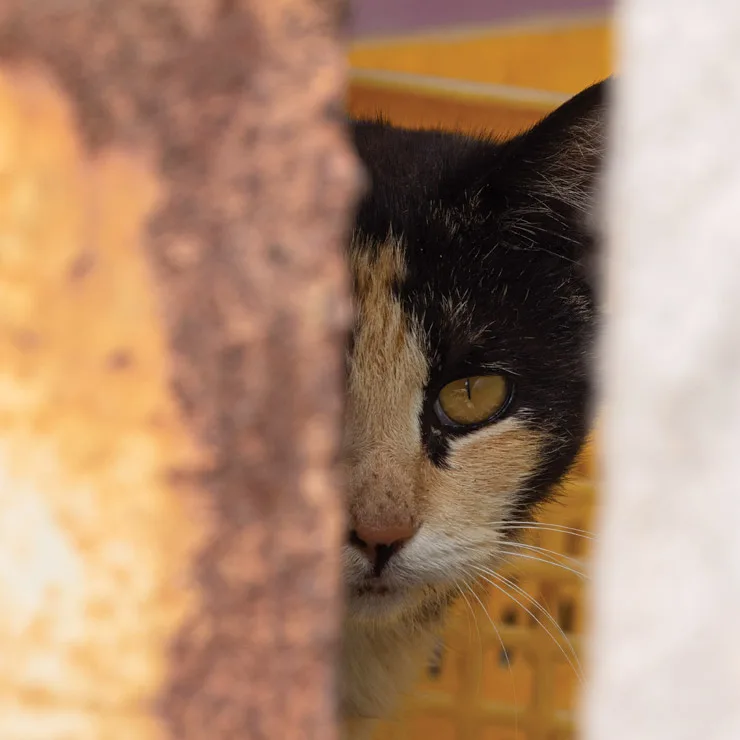 Country cat hiding under abandoned farm equipment near the Yeocha-ri tidal flats on Ganghwa Island, South Korea.