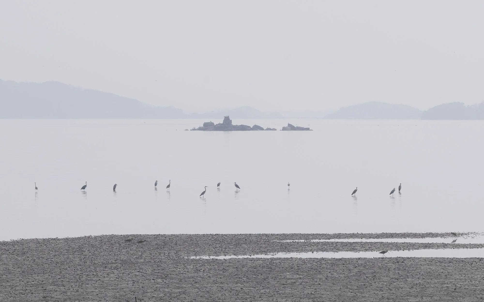 Photo of wading birds standing in calm tidal flats off Ganghwa Island, with a small rocky island in the distance that serves as a breeding site for the endangered Black-faced Spoonbill.