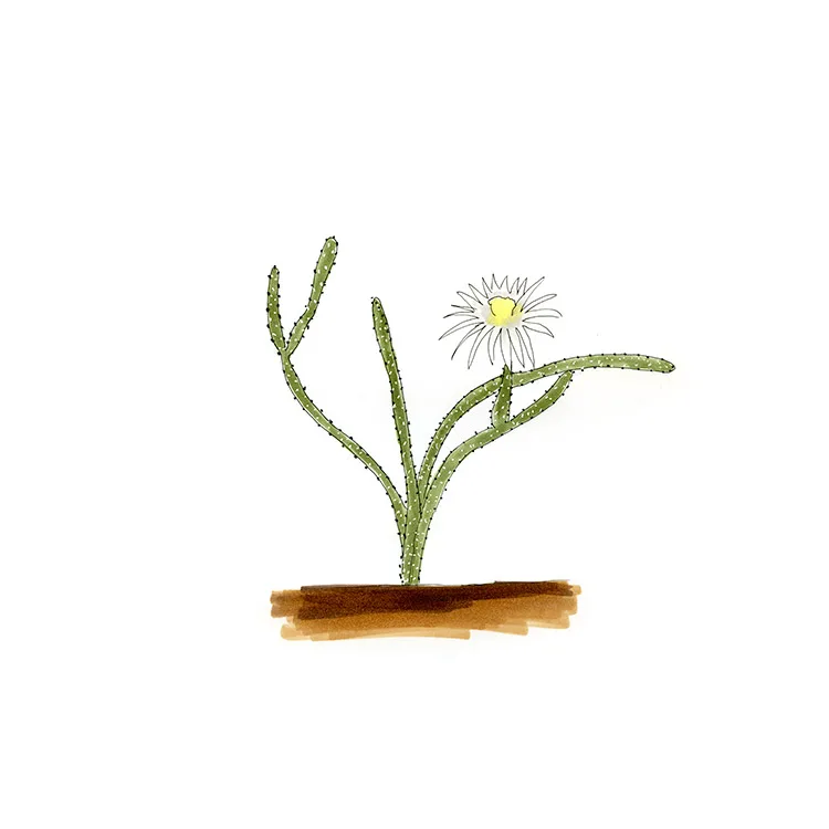 Watercolor illustration of a gearstem cactus (Peniocereus striatus), thin gray-green stems with a single white flower.