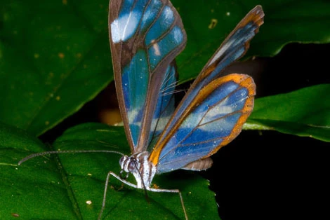A glasswing butterfly with transparent blue-tinged wings perched on a green leaf.