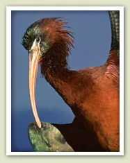 The beautiful Glossy Ibis forages in Guana Cay's mangrove systems. But those mangroves are almost gutted by Discovery Land Company.