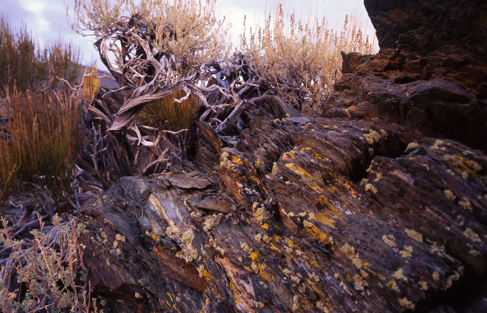 Gnarled tree and ancient rock in the White Mountains.