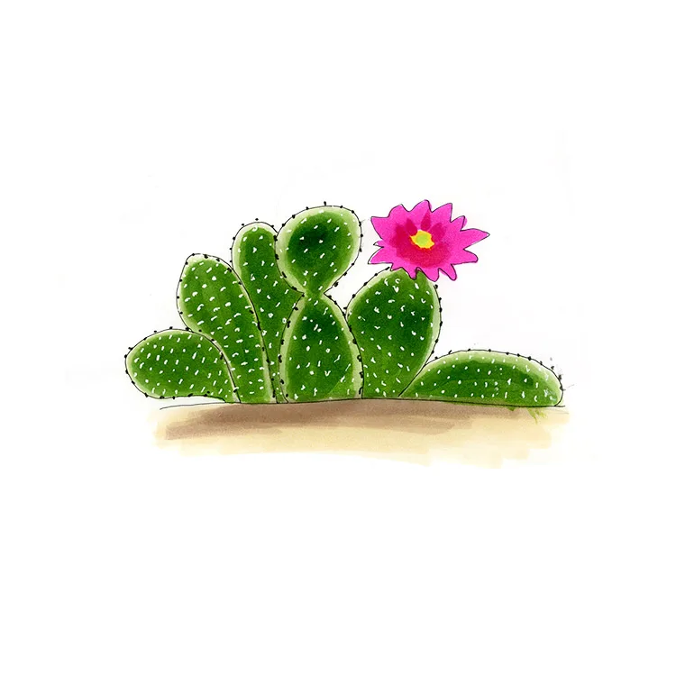 Watercolor illustration of a golden pricklypear (Opuntia aurea), low, rounded pads with a single magenta flower.
