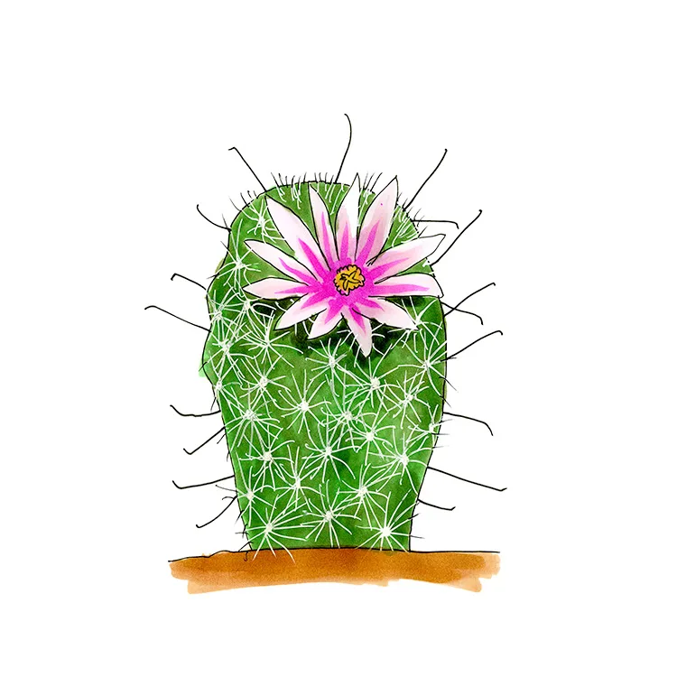 Watercolor illustration of Graham's nipple cactus (Mammillaria grahamii), a white-spined column with hooked spines and a pink flower.