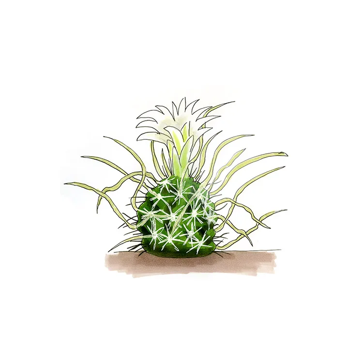 Watercolor illustration of a grama grass cactus (Sclerocactus papyracanthus), a small cactus hidden among flat, grass-like spines.