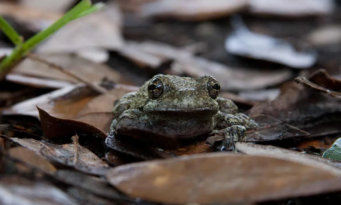 A gray treefrog (Hyla versicolor) sitting among dry fallen leaves in Mandeville, Louisiana.