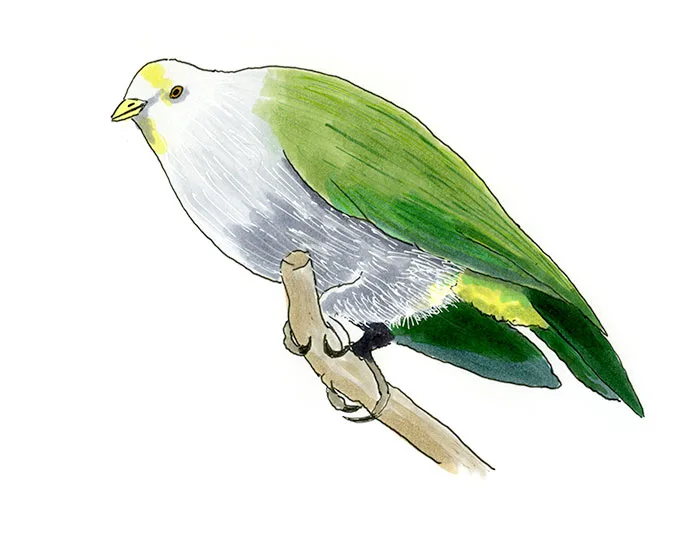 Watercolor and Copic marker sketch of a Gray-green Fruit-Dove (Ptilinopus purpuratus), by Erik Gauger.