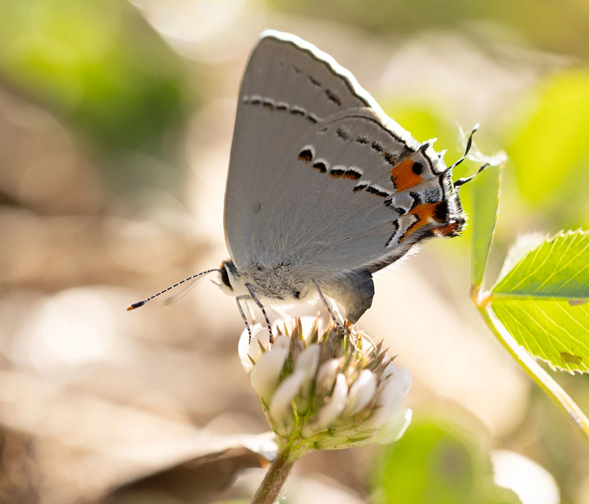 Gray Hairstreak (Strymon melinus), Ridgefield NWR, Washington