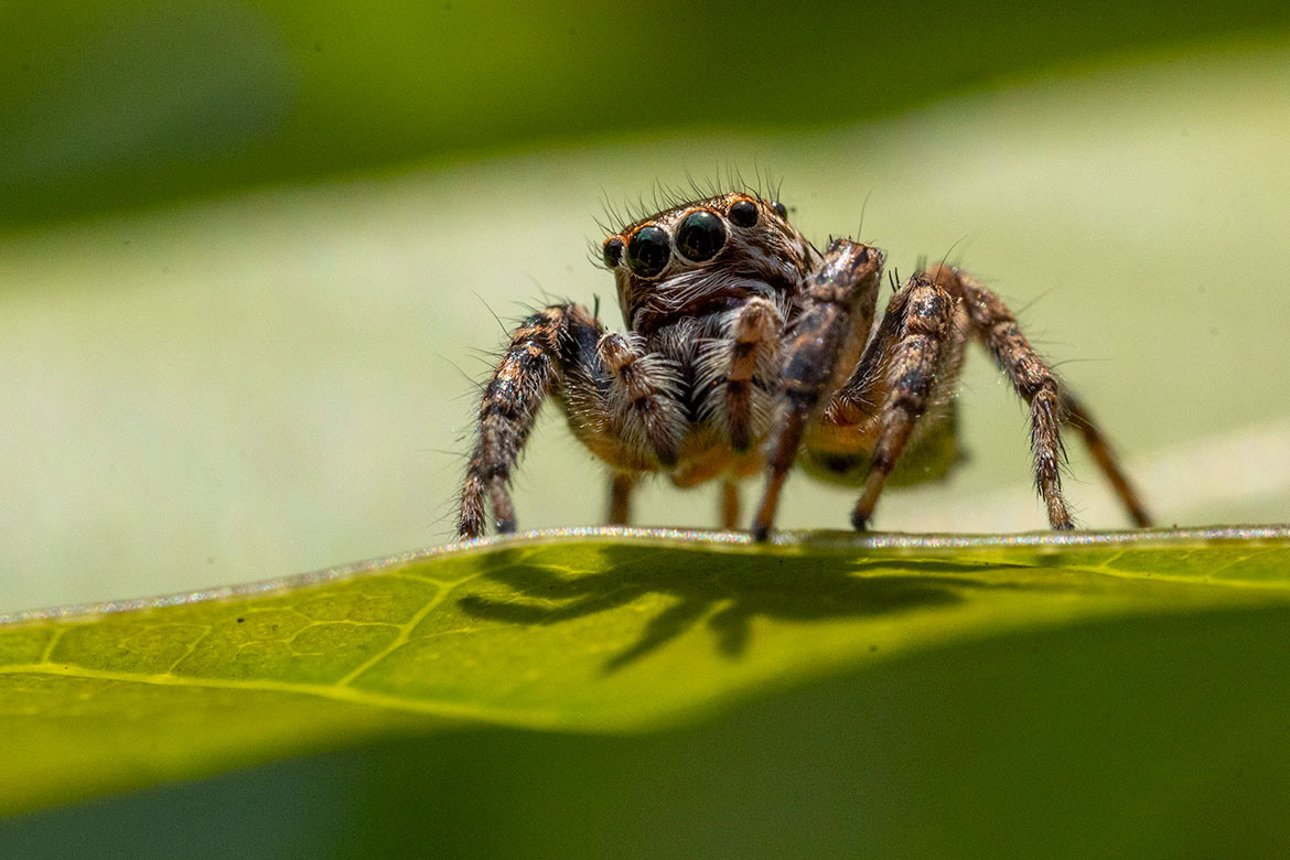 Gray Wall Jumper (Menemerus bivittatus) from Tayrona National Park, Colombia, with striped body and large eyes