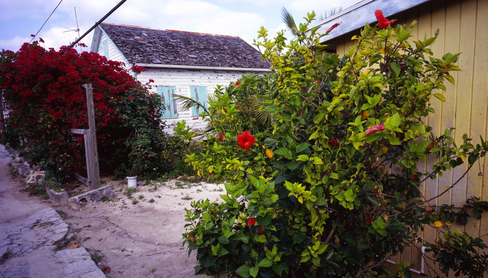 A weathered white cottage with turquoise shutters, bougainvillea and hibiscus along a sandy lane, Great Guana Cay