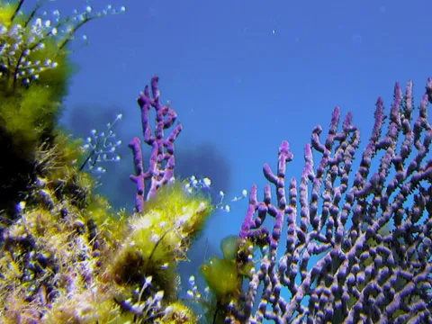Dr. James Cervino's 2005 coral report on Great Guana Cay