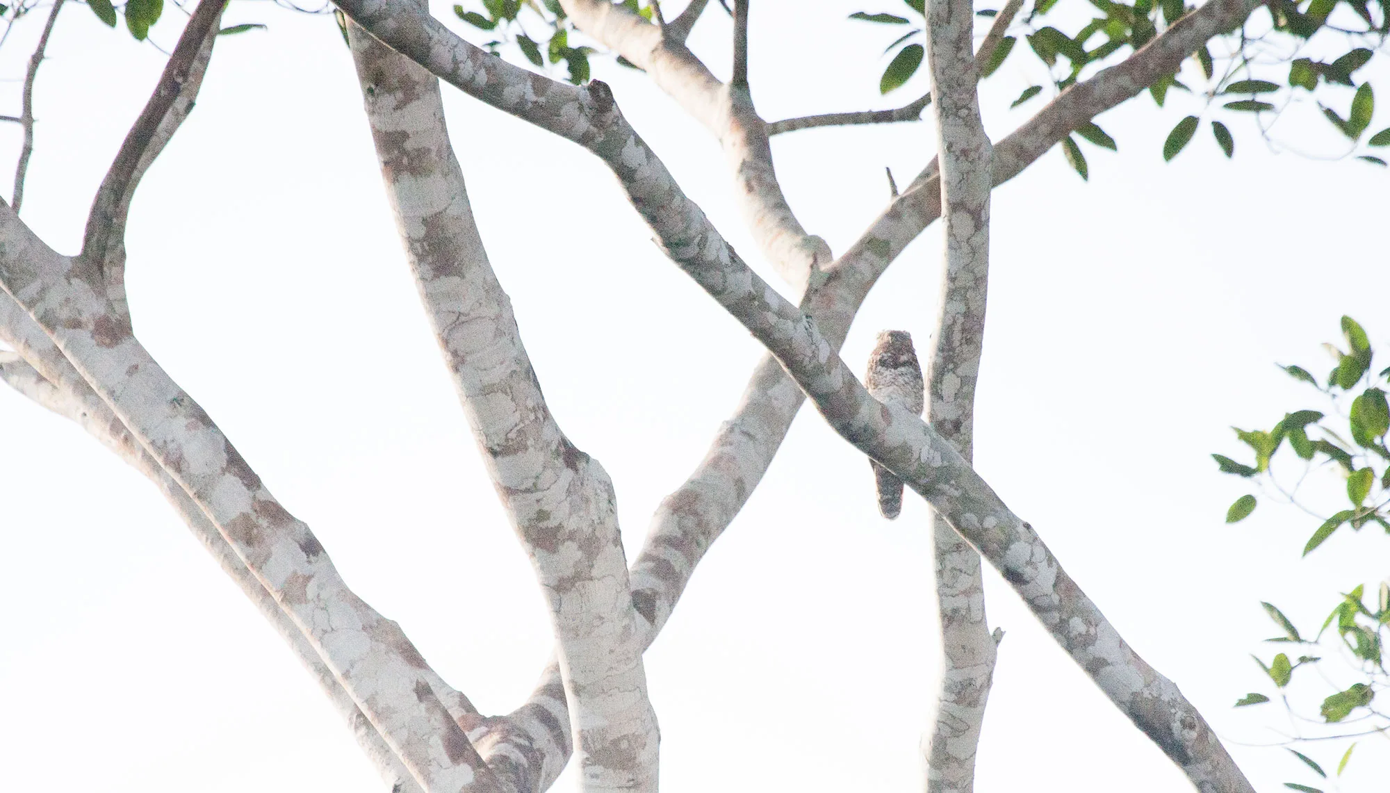 A Great Potoo sleeping on a massive tree branch over the Napo River in Ecuador