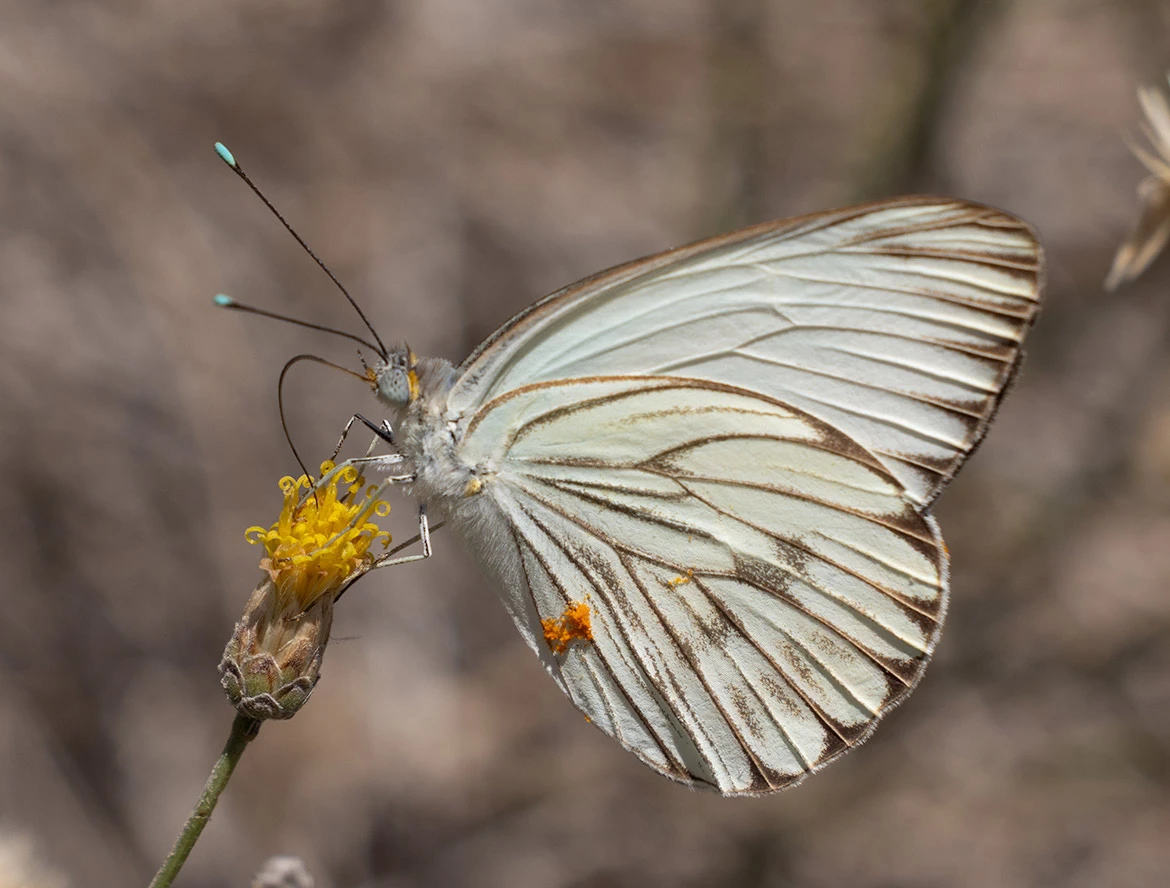 Great Southern White (Ascia monuste), Loreto, Baja California Sur, Mexico