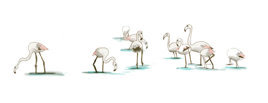 Watercolor and Copic marker sketch of a Greater Flamingo (Phoenicopterus roseus), by Erik Gauger.