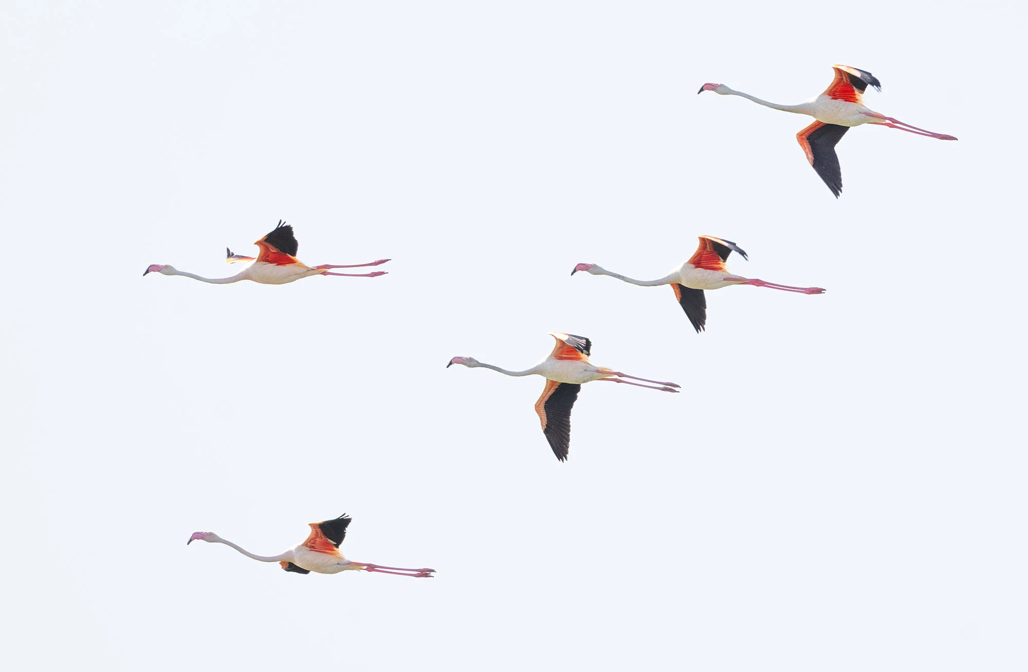 Five Greater Flamingos flying in formation against a pale sky over Lake Sijoumi, showing their long necks, pink bodies, and bright red-and-black wings.