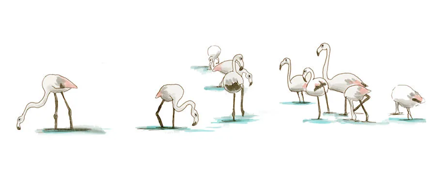 Watercolor illustration of a flock of greater flamingos wading and feeding in the shallows