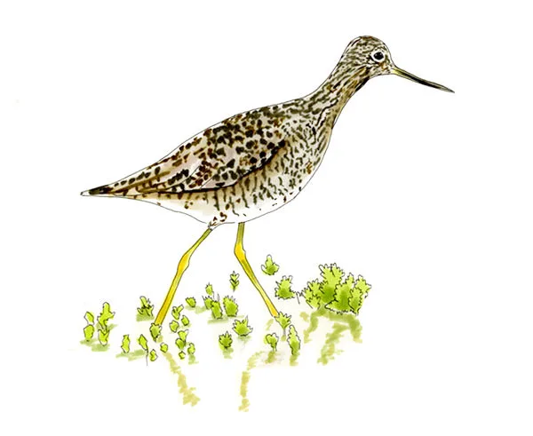 Watercolor and Copic marker sketch of a Greater Yellowlegs (Tringa melanoleuca), by Erik Gauger.