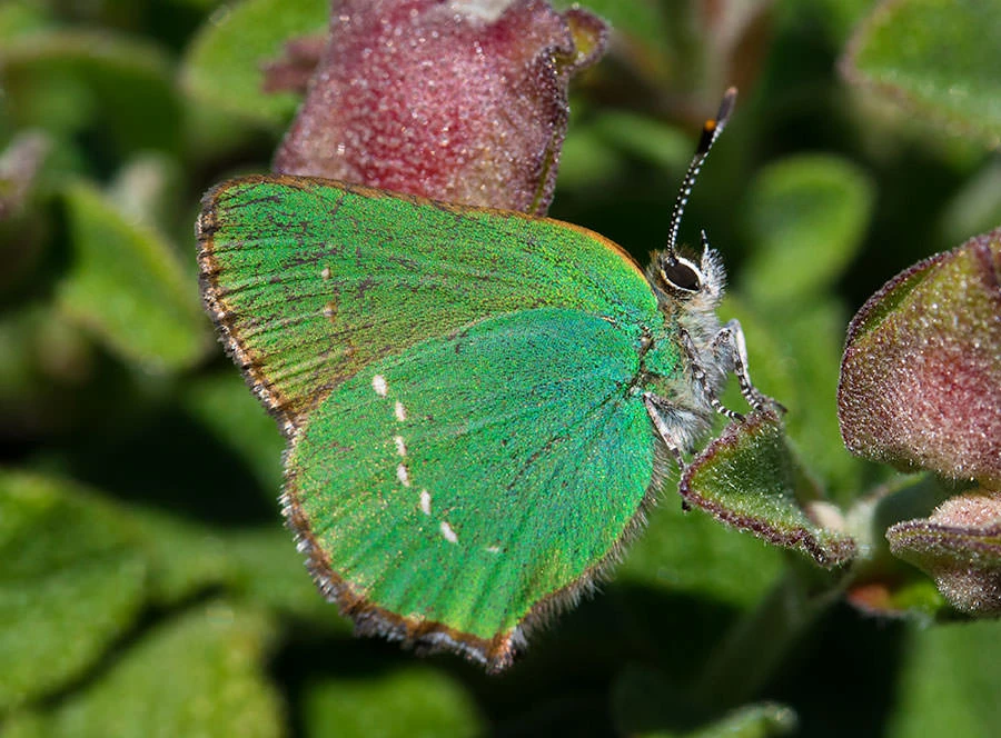 Green Hairstreak (Callophrys rubi), Aiguamolls, Catalonia, Spain