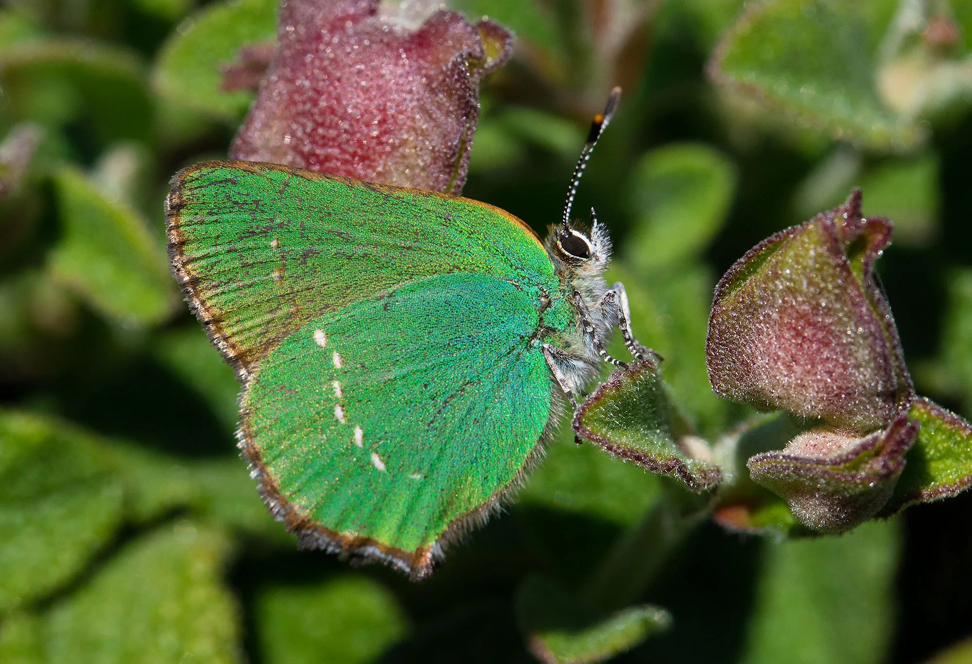 Green Hairstreak in Catalonia, Spain