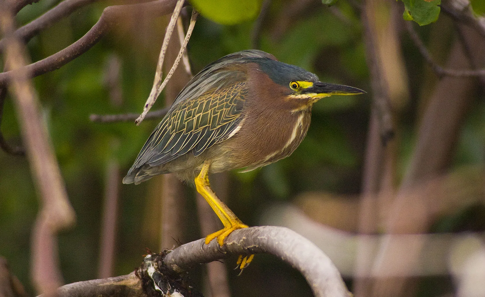 A green heron perched on a mangrove branch in golden light, its chestnut neck and yellow legs showing