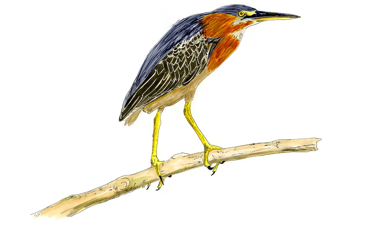 Watercolor illustration of a green heron perched on a branch, Costa Rica