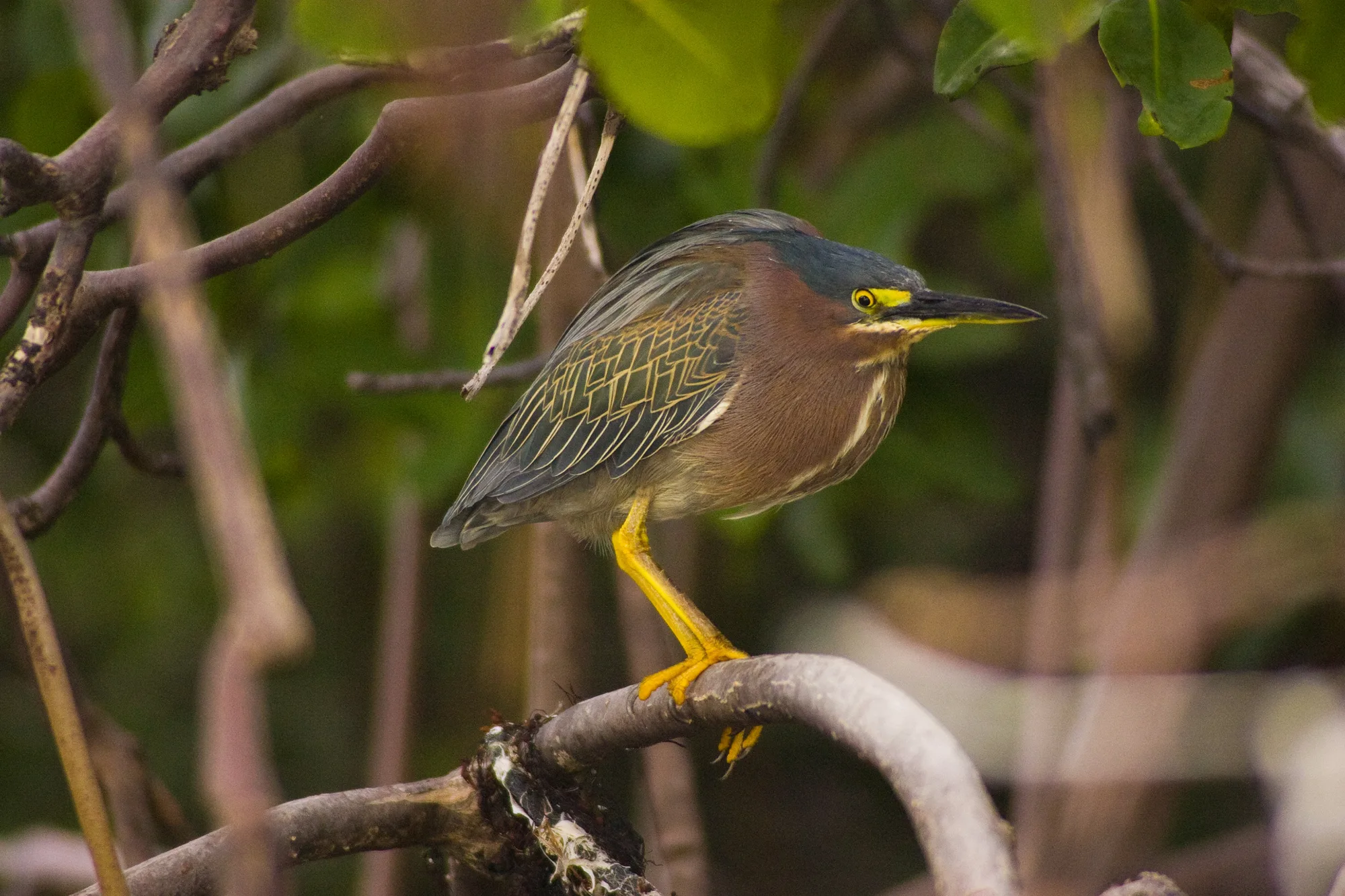 A green heron perched on a mangrove branch in Joe's Creek, Great Guana Cay