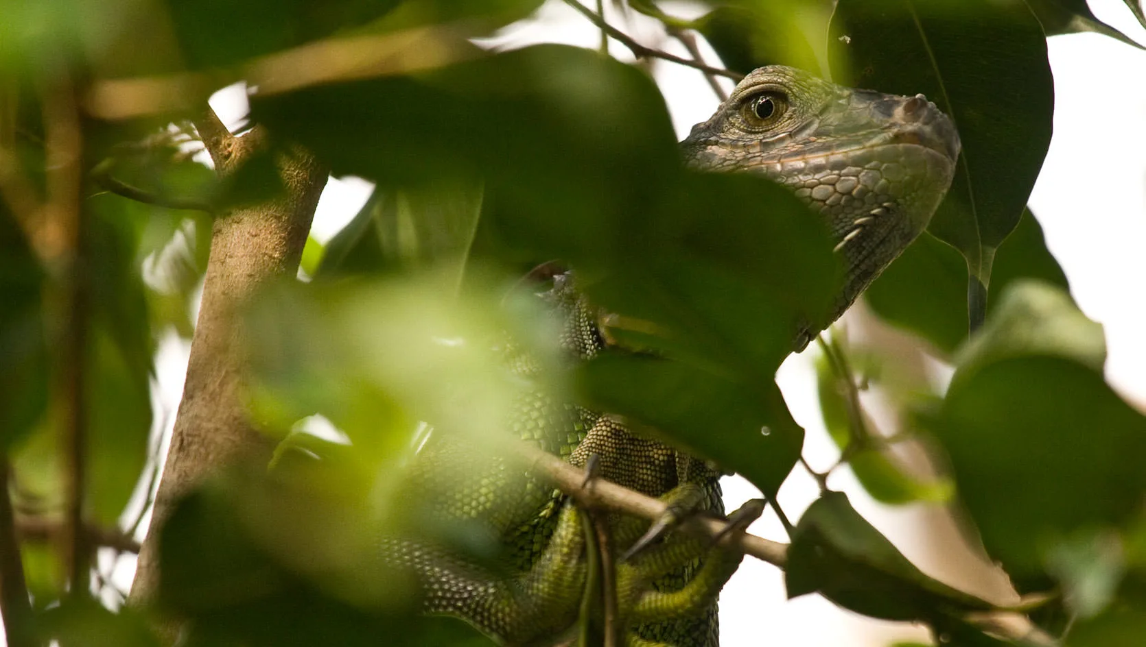 A green iguana peering out from dense green foliage, its head raised, Honduras