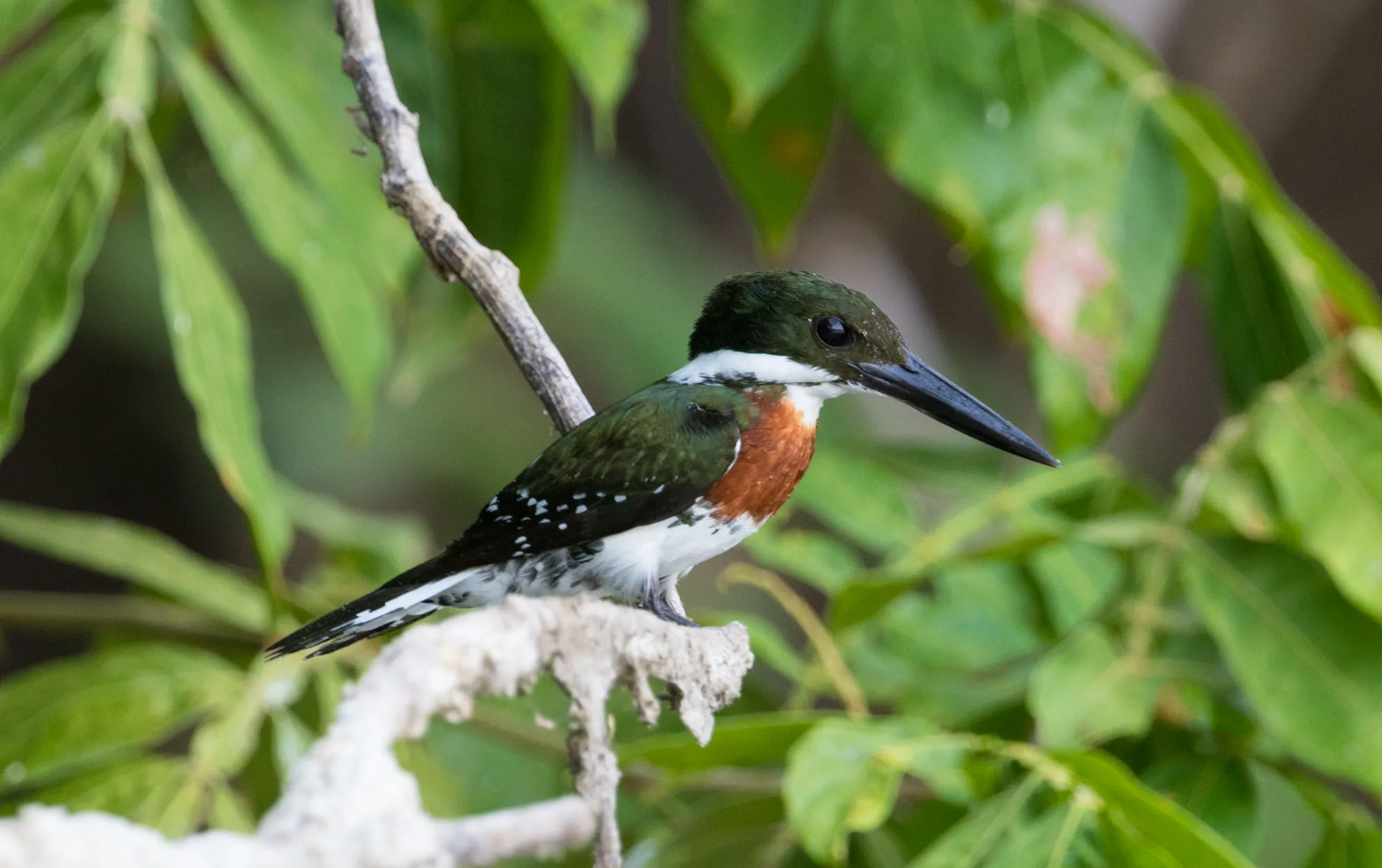 A male green kingfisher (Chloroceryle americana), green above with a rufous breast, perched on a branch