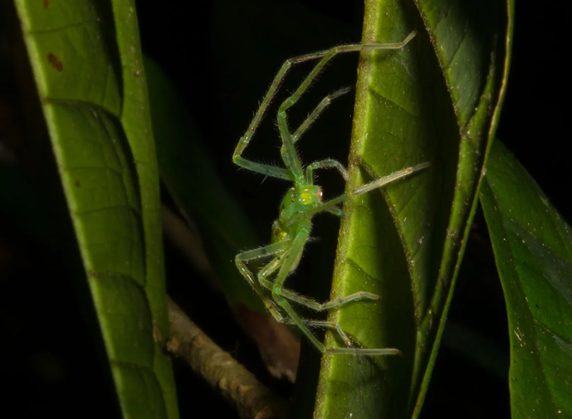 Green Lynx Spider (Peucetia rubrolineata) from Tambopata, Peru, with translucent green body on rainforest foliage