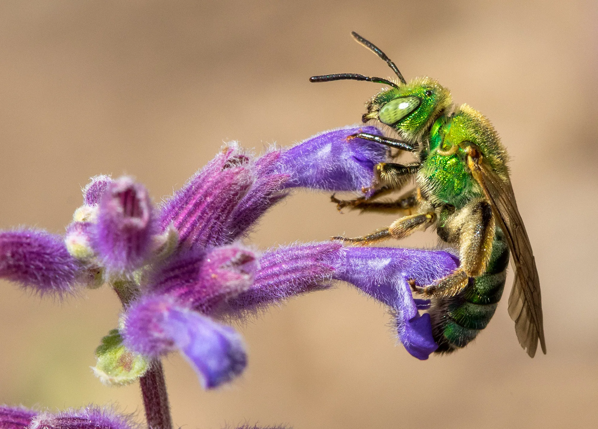 Agapostemon Green Sweet Bee feeding on desert bloom