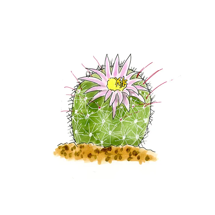 Watercolor illustration of a greenflower nipple cactus (Mammillaria barbata), a round cactus with a pale pink flower.
