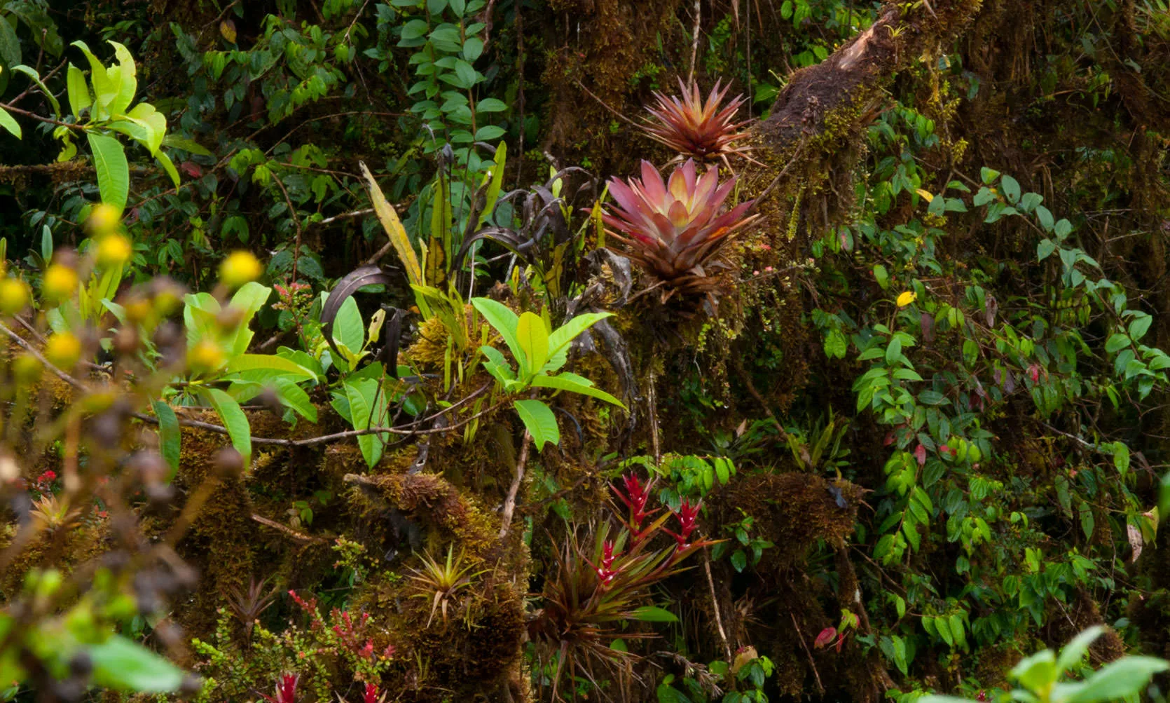 A cloud-forest bank thick with bromeliads, orchids and moss on the Guacamayos Ridge, Ecuador