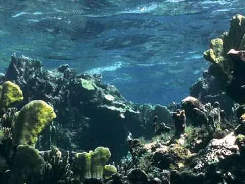 Coral heads and sponges on a shallow reef off Great Guana Cay