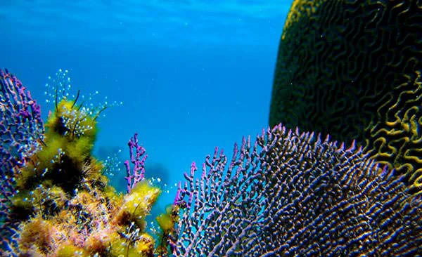 Guana Cay Reef