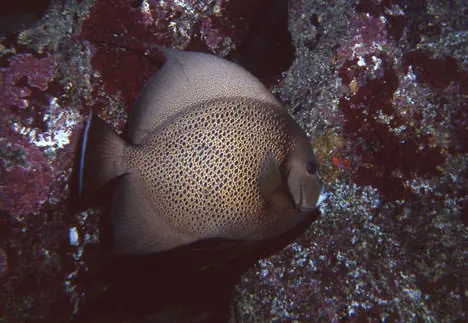 A gray angelfish (Pomacanthus arcuatus) swimming past a reef off Great Guana Cay, Bahamas.