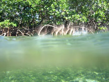 Swimming up the mangrove river, "Joes Creek" located on the crown land of the Bakers Bay development.