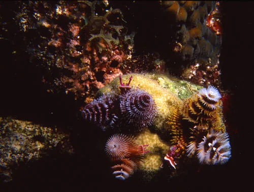 Feather-duster worms and colorful reef invertebrates crowding an encrusted ledge, Guana Cay reef