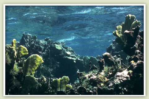 Coral heads and yellow tube sponges on a shallow reef off Great Guana Cay, Bahamas.