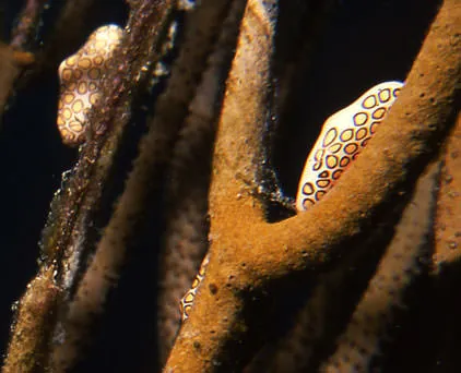 Flamingo tongue snails with spotted mantles grazing on the branches of a soft coral.