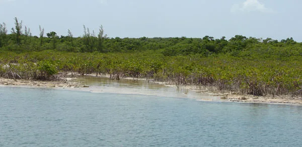 In order to build the marina channels, large sections of mangroves had to be removed