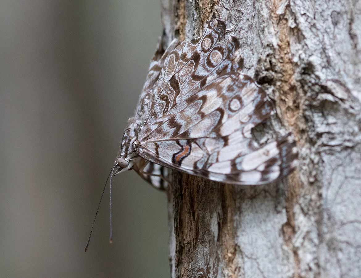 Guatemalan Cracker (Hamadryas guatemalena), Progreso, Yucatán, Mexico